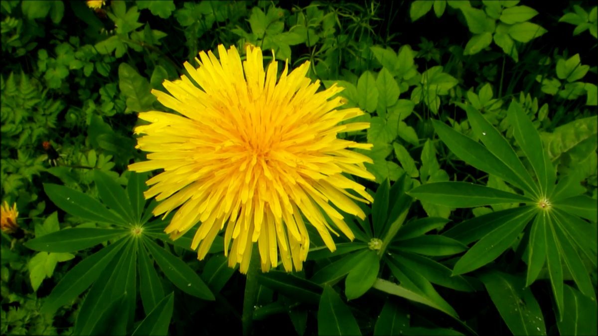 Одуванчик смотреть онлайн