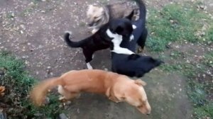 #ПЁС Пёс и его команда 11 сезон 24 серии