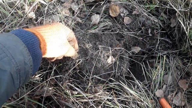 Одичавший ;) кот охранял заветное место. Коп 2019.