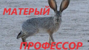 ОХОТА НА ЗАЙЦА. МАТЕРЫЙ ПРОФЕССОР