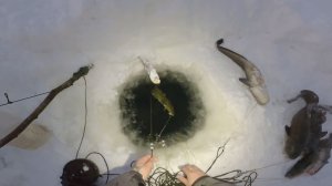 Рыбалка у чёрной дыры, ловля налима. Двадцать четвёртая серия.