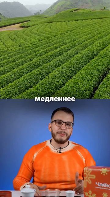 Почему высокогорный чай вкуснее смотреть онлайн