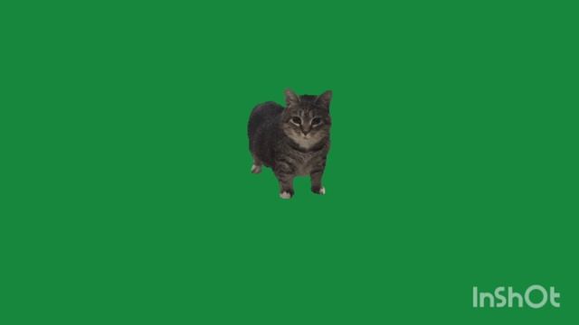 OIIAOIIA CAT (премьера клипа на 3 подписчика 2026)