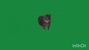 OIIAOIIA CAT (премьера клипа на 3 подписчика 2026)