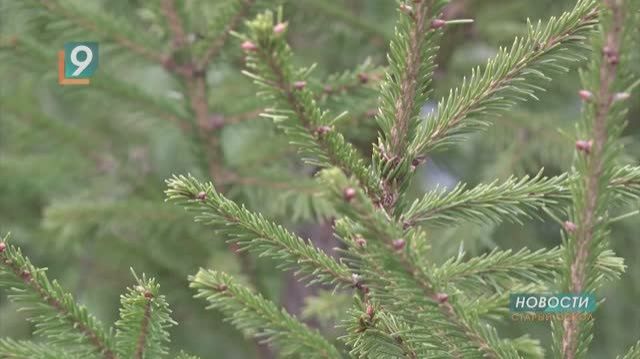 Новости Старого Оскола от 17 декабря смотреть онлайн