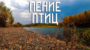 Пение птиц над рекой / Звуки природы / Музыка осенних дней