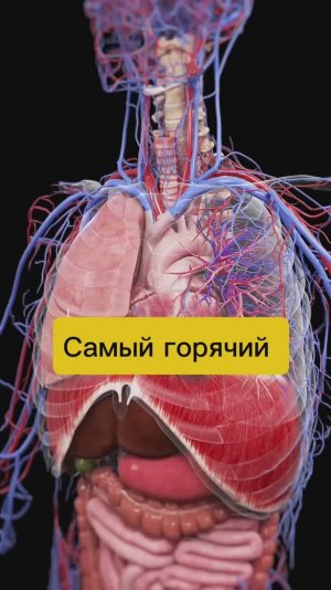 Самый горячий орган
