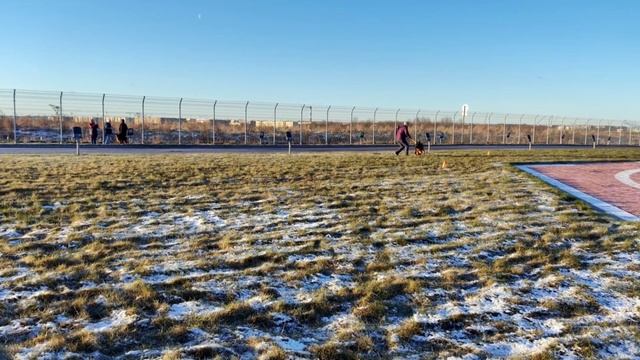 1 Отл. КЧК QUITO v. Team Huhnegrab +++ №25. САНКТ-ПЕТЕРБУРГ 12 декабря`25 Моно немецких овчарок смотреть онлайн