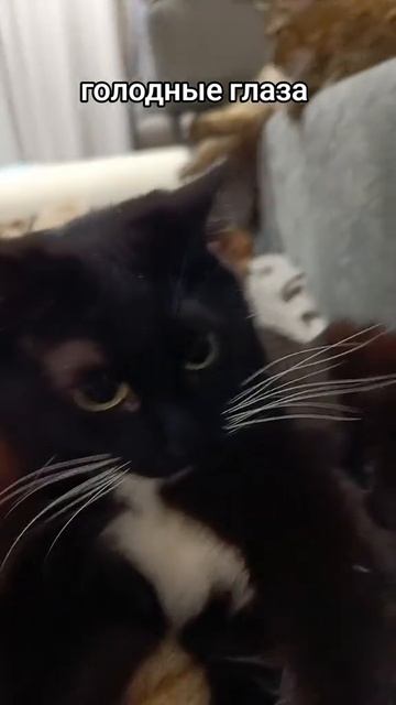 😂😂😂
#юмор #прикол #смех #кот #мем