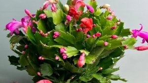 Декабрист всегда цветет при соблюдении этих простых условий