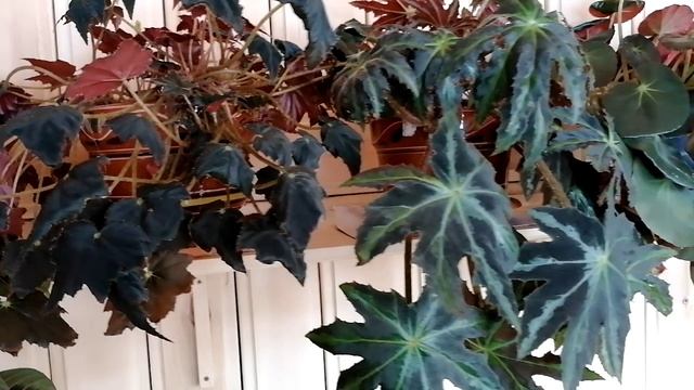 Бегонии, укоренённые из листа. смотреть онлайн