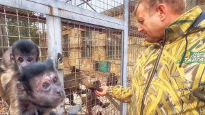 Проверка и перемены. Олег Алексеевич занят переводом животных, заглянул к капуцинам. Шумные шимпанзе