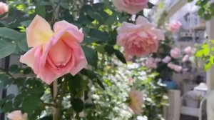 сад🐞🐞🌿🌿🌹🌷