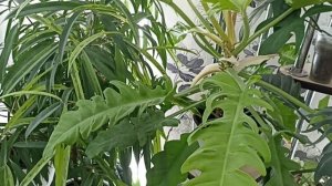 Комнатные Растения В Спальне В Декабре