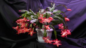 Шлюмбергера Samba Brazil от бутона до финального цветения, таймлапс на две недели счастья