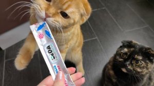 угощение для любимуш