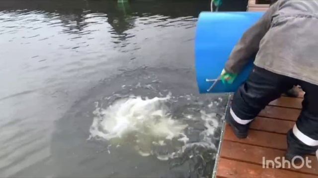 17.12.25. Зарыбление VIP зоны форелью. смотреть онлайн