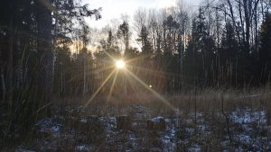 Охота на куницу капканами. Бежит куница по морозцу!