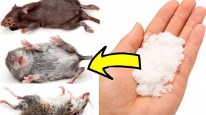 Как избавиться от мышей и крыс навсегда За 3 Секунды!.!.!.