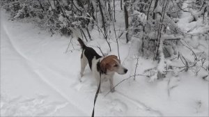 Прогулка.17.12.2025 год.