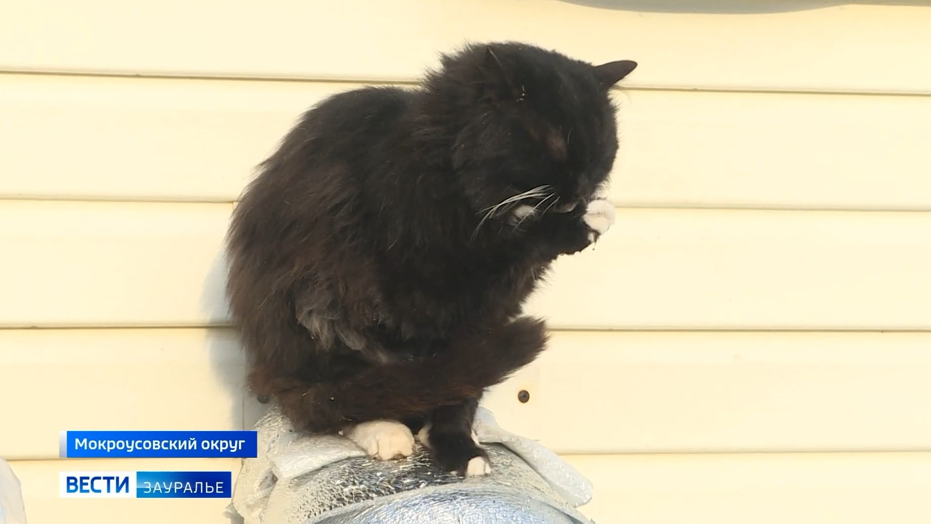 10 кошек живут на улице в селе Щигры Мокроусовского округа смотреть онлайн