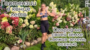 Красота гортензий в конце лета. Огород на своей земле. Свежая зелень в октябре