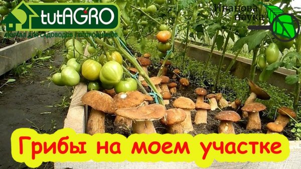 В лес ходить не надо: секреты выращивания лесных грибов прямо в огороде. От пня до урожая.