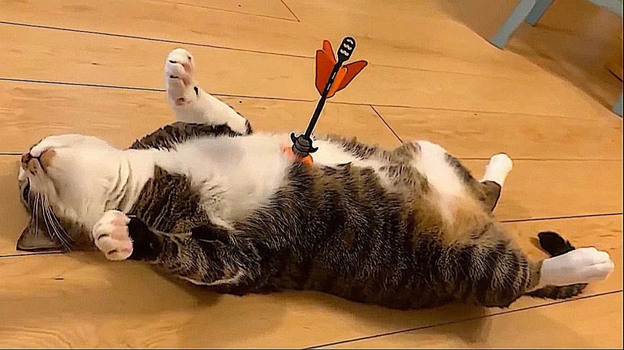 СМЕШНО ДО СЛЕЗ 😹😍 СМЕШНЫЕ КОТЫ, ЛУЧШИЕ ПРИКОЛЫ С КОТАМИ, СОБАКАМИ КОШКИ,СОБАКИ , ЖИВОТНЫЕ 🥰 смотреть онлайн