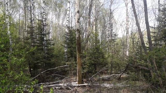 Лесной КОП на Первомай!!! 2020г.