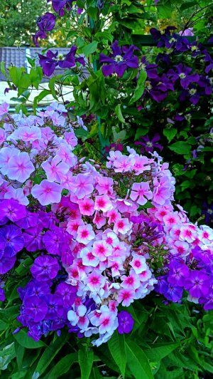 Флоксы не любят переезжать)