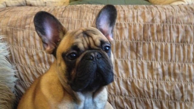 Буч и кот смотреть онлайн