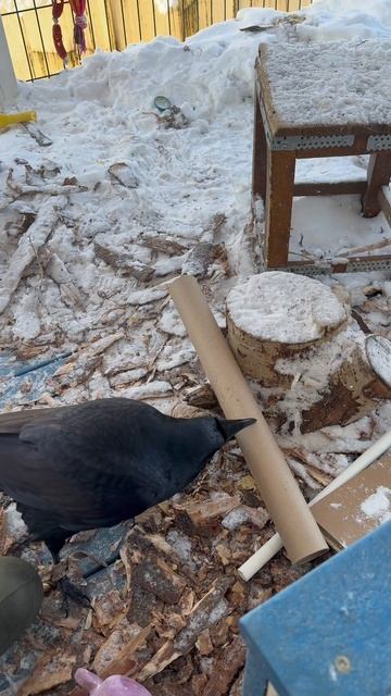 Загадка трубы смотреть онлайн