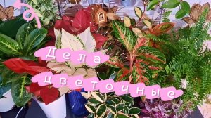 Дела цветочные