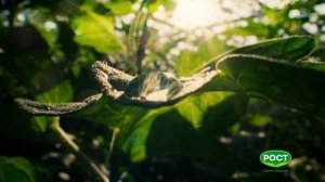 Солнце с нами всегда. Группа компаний РОСТ.