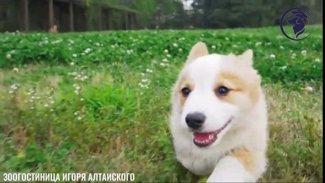 Зоогостиница без клеток. Кинолог Игорь Алтайский.