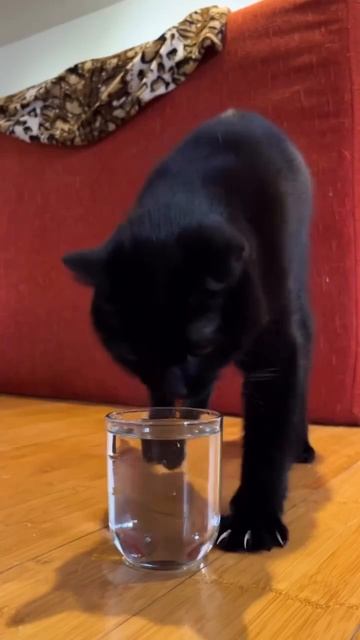 Сходство 100% 🤣 смотреть онлайн