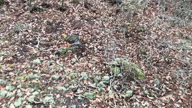 Предновогодние посадка Лесосада!