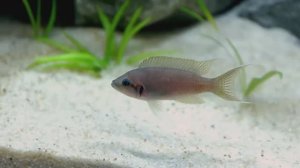 Цихлиды Танганьики - руководство от А до Я