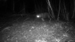 Лайки разогнали енотовидных собак.