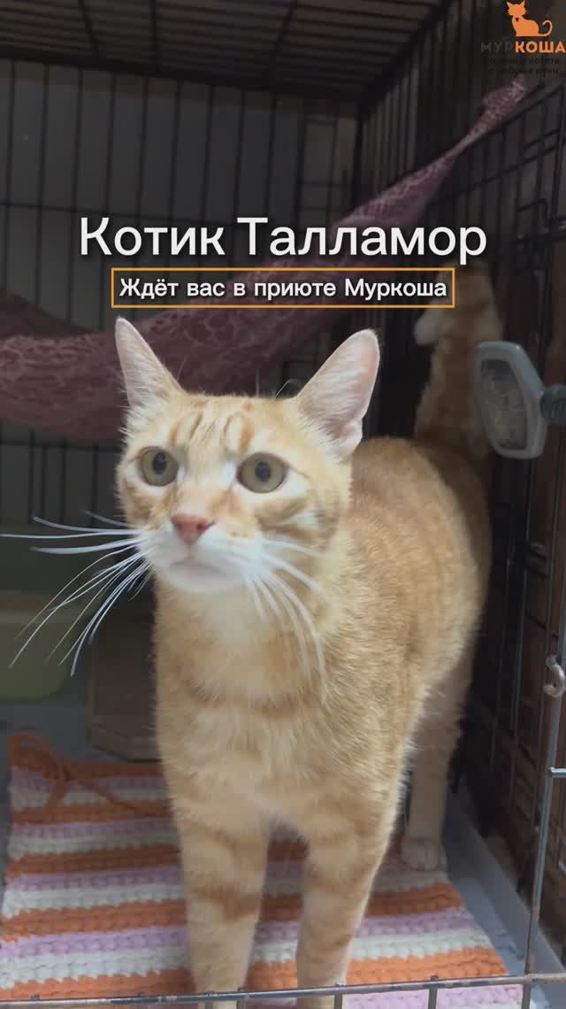 Талламор ждёт вас в приюте #Муркоша смотреть онлайн