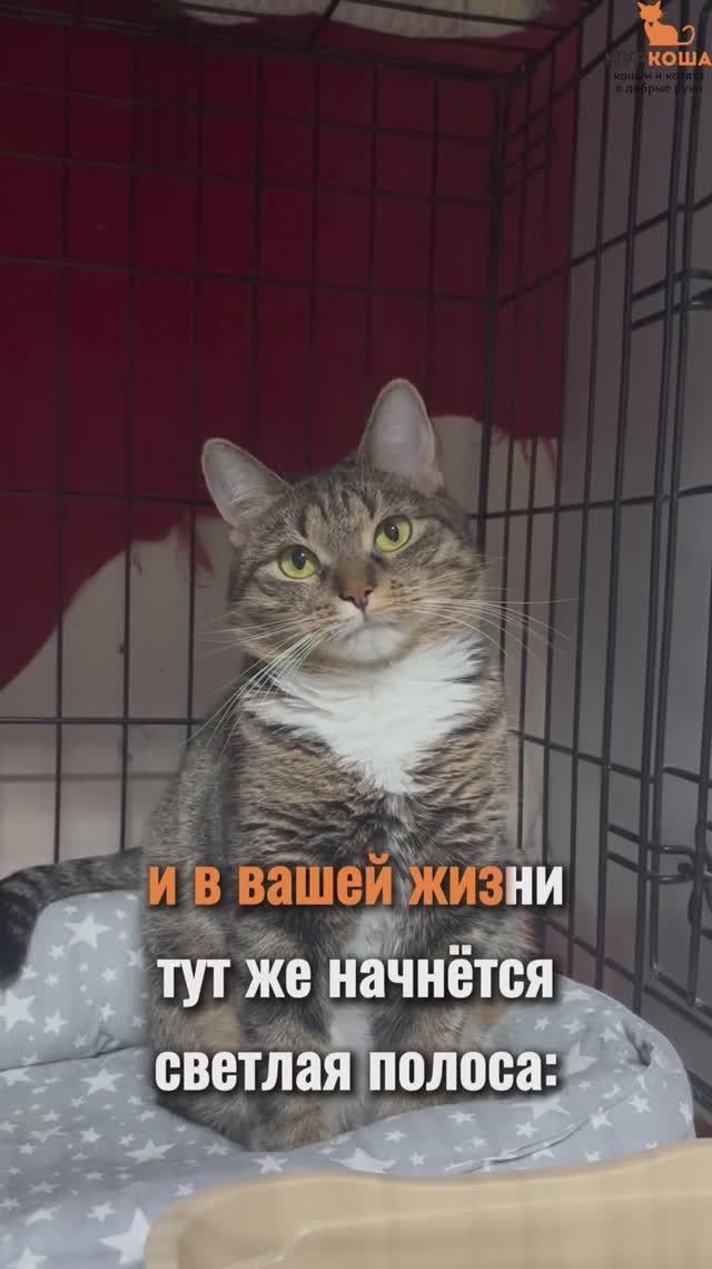 Каталина ждёт вас в приюте #Муркоша смотреть онлайн