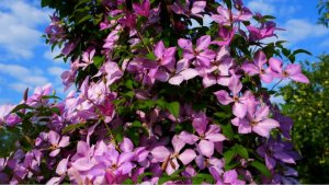 Клематис Маргарет Хант- морозостойкий и невероятно красивый