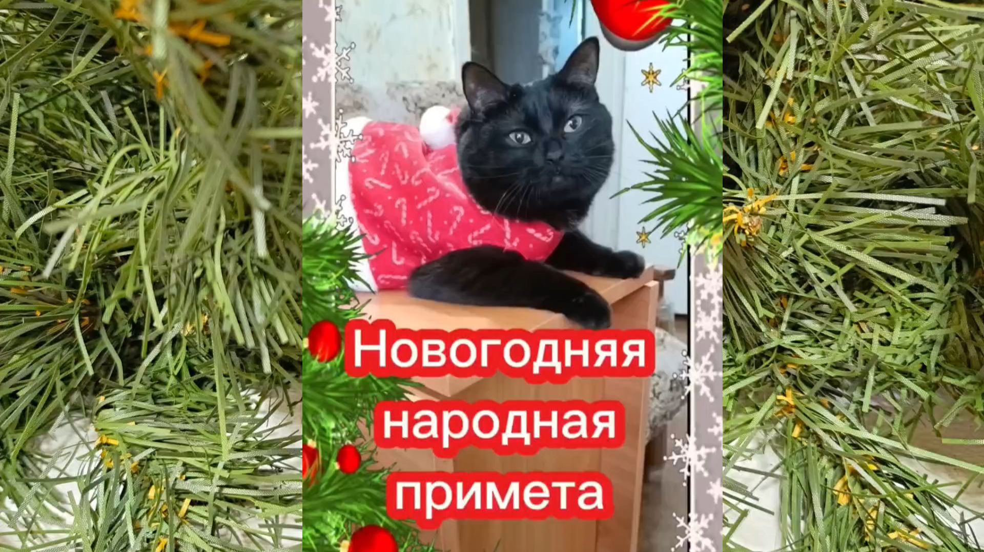 Кошки с озвучкой. Новогодняя примета. смотреть онлайн