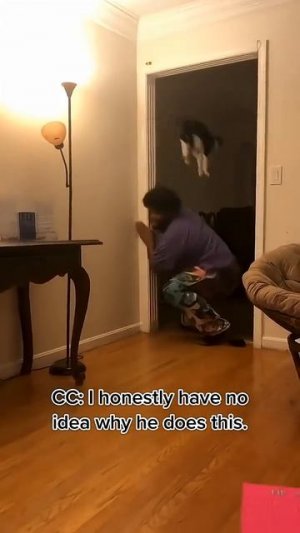 Пранк 🤣над кошками