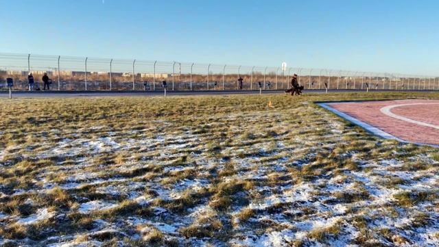 4 Отл. Верт Хоф ЛУКАС +++ №26. САНКТ-ПЕТЕРБУРГ 12 декабря`25 Моно немецких овчарок смотреть онлайн