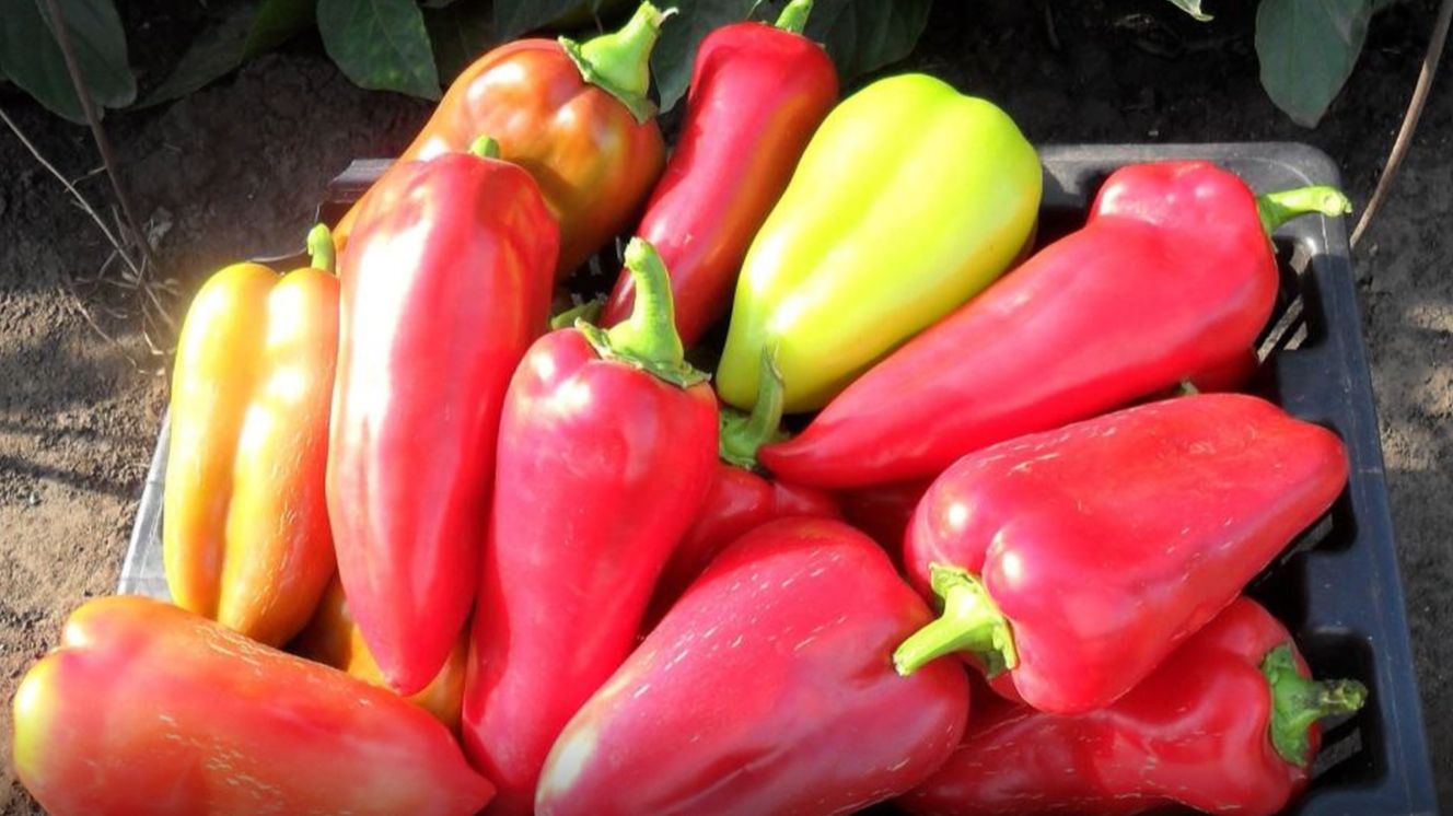 Хранение свежих перцев смотреть онлайн