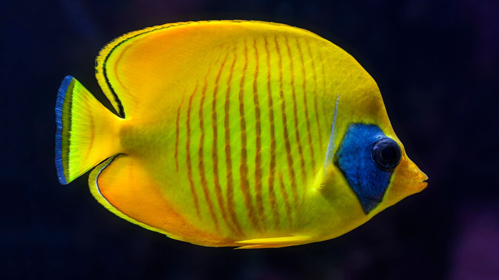 🐠 ОЧЕНЬ КРАСИВАЯ УСПОКАИВАЮЩАЯ МУЗЫКА ДЛЯ СНА 🎵 РЕЛАКС МУЗЫКА ДЛЯ ДУШИ 🎵 МУЗЫКА ДЛЯ МЕДИТАЦИИ смотреть онлайн