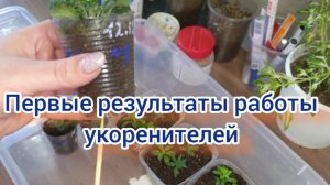 Экспериментирую с укоренителями. Радигрин или Укоренит?