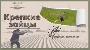 КРЕПКИЕ ЗАЙЦЫ.  Охота на зайца - русака