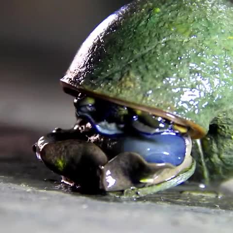 Это существо именуют улиткой-пришельцем, или же Pila Globosa.